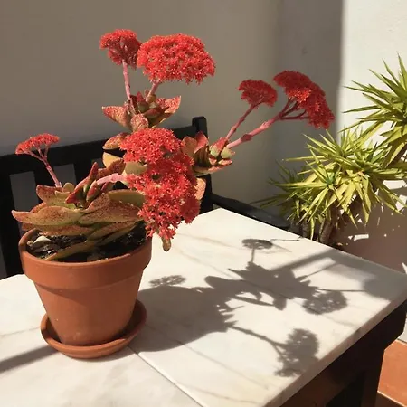 Your Vintage Townhouse בית נופש לאגוּ‏ש